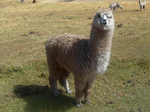 Alpaca roaming at Kinsa Cocha